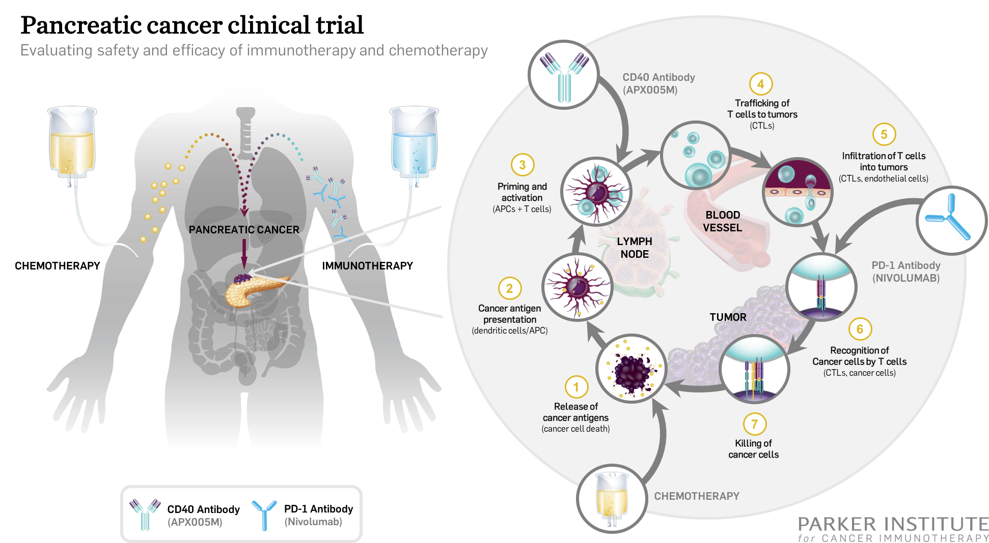 Cancer Immunotherapy. Клинические исследования. Иммунотерапия в онкологии.